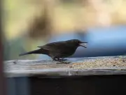 Bird Charity Urges Gardeners to Stop Feeding Songbirds Amid Heatwave