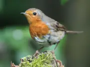 Bird Charity Urges Water Over Seed as Heatwave Hits UK Songbirds