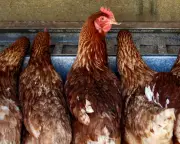 Bird Flu in Australia Could Push Egg Prices Over $10 a Carton