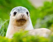 Bird Flu Local Transmission Confirmed in Australia, Threatens Kangaroo Island Sea Lions