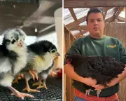 Bird Flu Threat Looms Over Small US Poultry Farms After Salmonella Outbreak