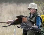 Bird the Hawk: The Predator Who Hugged Me for 20 Minutes