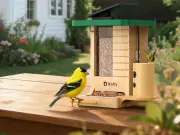 Birdfy Wood Feeder Review: Garden Bird Watching with Smart Camera