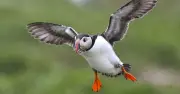 Birds Across UK Changing Behaviour Due to Climate Change Threat, RSPB Warns