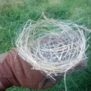 Birds in Ukraine build 'apocalyptic' nests from fibre optic cables