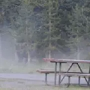 Bison hurls man 8ft in air at Yellowstone, seriously injuring him