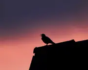 Blackbird with a Taste for Musicals Delights UK Gardeners