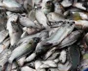 Blackchin Tilapia Invasion in Thailand: Fishers, Chefs, and Scientists Seek Solutions