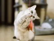 B&M Sells £3.50 Toy That Keeps Bored House Cats Entertained for Hours