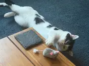 B&M's £3.50 Vibrating Mouse Toy Drives Cats Wild, Owners Rush to Buy