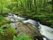 Body of Man, 70s, Recovered from River Fowey in Tragic Accident