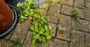 Boiling Water Kills Patio Weeds Better Than Vinegar or Salt