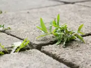 Boiling Water Kills Patio Weeds Naturally, Expert Reveals