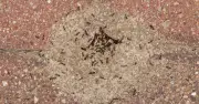 Boiling Water Trick Eliminates Ant Nests for Just 5p