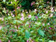 Bolton Named Among UK's Worst Areas for Invasive Plants, Warning Issued