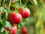 Boost Tomato Growth: Simple Tip for Bigger Fruit This Summer