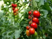 Boost Tomato Growth with Banana Peel Fertiliser: Expert Tips