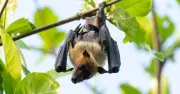 Boy, 11, Dies of Rabies After Bat Contact in Ontario