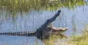 Boy, 11, survives alligator attack after father pries jaws open, loses hand
