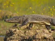 Boy, 12, Mauled to Death by Crocodile in India's Uttar Pradesh