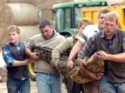 Boy, 3, Attacked in Crocodile Enclosure Has Multiple Surgeries