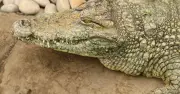 Boy, 3, hurt after being thrown into crocodile enclosure at zoo