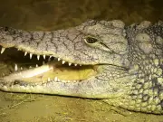Boy, 3, Injured in Crocodile Enclosure Has Seventh Surgery