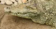 Boy, 3, Injured in Crocodile Enclosure Undergoes Seventh Surgery