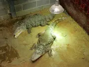 Boy, 3, Thrown into Crocodile Enclosure Has Fifth Surgery