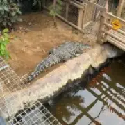 Boy, 3, thrown into crocodile pit faces more surgeries, parents say