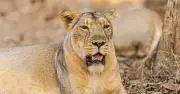 Boy Killed by Lion During Pilgrimage in India After Animal Allegedly Teased