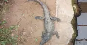 Boy Thrown into Crocodile Enclosure Stable After Attack at Old Hurst Zoo