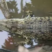 Boy Thrown into Crocodile Pit Suffers Severe Injuries, Undergoes 7 Surgeries