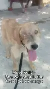 Brave Dog Who Lost Half Her Face to Gunshot Seeks Forever Home in UK