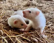 Breeding Ferrets: A Chaotic Business in Cranbrook, Kent