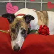 Britain's 'loneliest dog' Danny adopted after 550 days in shelter