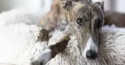 Britain's loneliest dog Danny finally adopted after 550 days in kennel