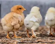 British chicken farmers defend industry against George Monbiot's claims