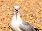 British Seagulls 'Getting Drunk' After Eating Flying Ants in Heatwave