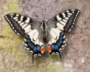 British Swallowtail Split from European Cousins Much Earlier Than Thought