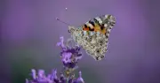Brits urged to 'start counting' if they spot beautiful butterfly in garden