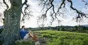 Brits warned not to sit under trees during heatwave