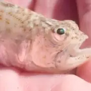 Brits Warned of Venomous Weever Fish with Excruciating Sting in Heatwave