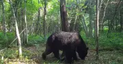 Brown Bear Attacked Funeral, Killed Five in Japan Village Rampage