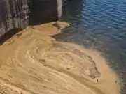Brown foam in Barry waterfront is algae, not sewage, says NRW