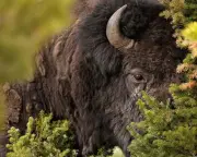 Bull Bison Tosses Yellowstone Tourist 8ft in Air; Video Captures Attack