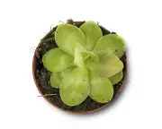 Butterworts as Fungus Gnat Control: A Natural Houseplant Hack