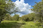Call for More 'Truly Wild' Areas Within Reach of Everyone in UK