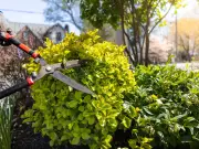 Can I cut my neighbour's hedge? UK legal rights explained