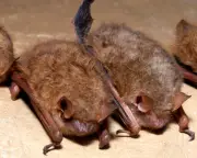 Canadian Boy Dies of Rabies After Bat Contact